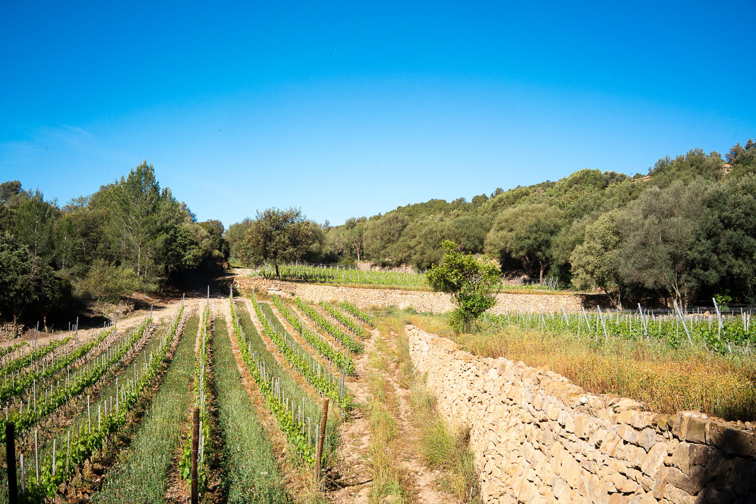 Vinyes Terra IóN a Andrats